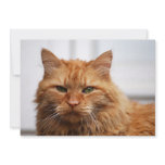 Norwegian Forest Cat invitations