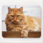Norwegian Forest Cat, King of Cats Mousepad