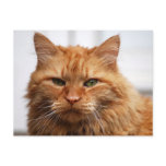 Norwegian Forest Cat Postcards