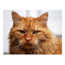 Norwegian Forest Cat Postcards