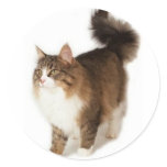 Norwegian Forest Cat Round Sticker