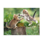 Norwegian Forest kittens postcards