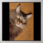 NORWEIGIAN FOREST CAT PRINT