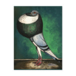Norwich Cropper Blue Pied Postcards