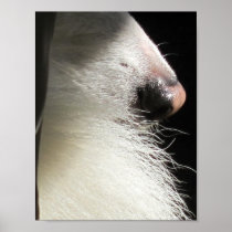 Nose and Tail Poster