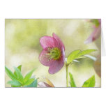 Nostalgic Hellebore Flower Art cards