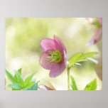 Nostalgic Hellebore Flower Art posters