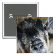 Nosy Goat Looking Up Buttons