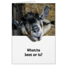 Nosy Goat Looking Up Card