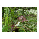 Nosy Neighbors in the Jungle cards