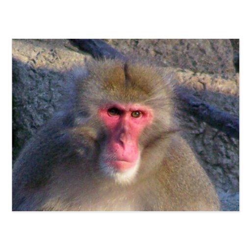 Not Amused Post Cards