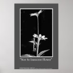 Not So Innocent Flower posters