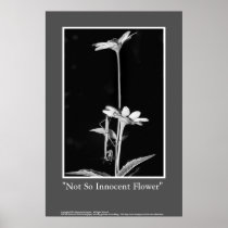 Not So Innocent Flower