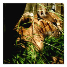 Not Your Typical House Cat Art Photo