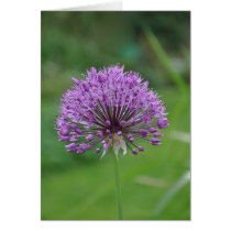 Note Card: Alium