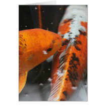 Note card, for any occasion, photo of koi