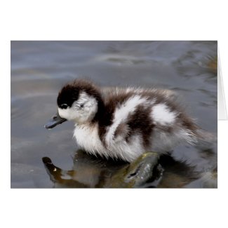 Note Card: Shelduck Chick 1