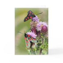Note Card: Six Spotted Burnets