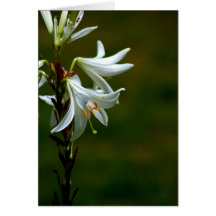 Note Card - Snow Lilies