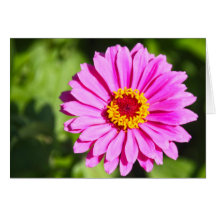Note card with Pink Zinnia