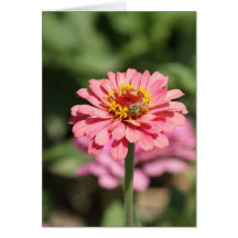 Note card with Zinnia and Bee