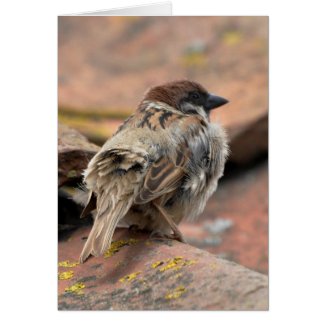 Note Card: Young Tree Sparrow