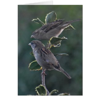 Notecard: Betty & Ian's House Sparrows Greeting Card