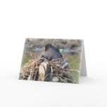 Notecard: Moorhen and Chick