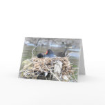 Notecard: Moorhen & Chick