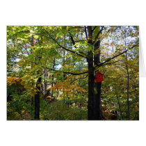 Nothern Orntario autumn forest Greeting Cards