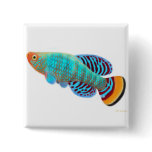 Nothobranchius rachovii Killifish Pin buttons