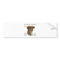 Nova Scotia Duck Tolling Retriever History Design