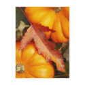November Design postcards