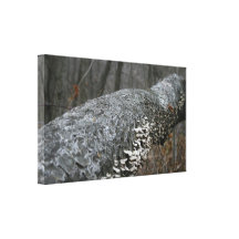November Woods Canvas Print