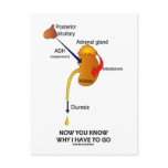 Now You Know Why I Have To Go (Diuresis) Post Card