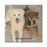 Nowzad Rescue Dogs Magnet