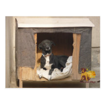 Nowzad rescue postcard