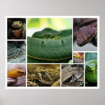 NR Snake Photography_Page000 Posters