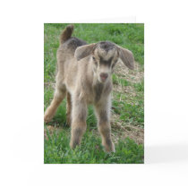 Nubian  Billy Kid at One-Day-Old Greeting Cards