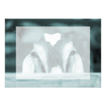 Nubian doe bw blue peeking over wooden rail announcements
