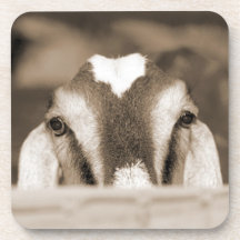 Nubian doe bw sepia peeking over wooden rail coasters