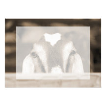 Nubian doe bw sepia peeking over wooden rail invite