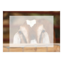 Nubian doe peeking over wooden rail personalized invitations