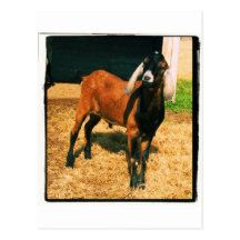 Nubian Goat Postcard