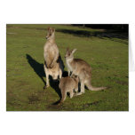 Nuclear 'Roos