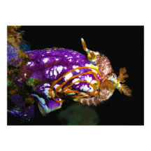 Nudibranch Laying Egg Sea Squirt Polycarpa Aurata Art Photo