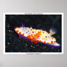 Nudibranch-Lembeh Strait Poster