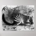 Numbat - F.W. Kuhnert posters