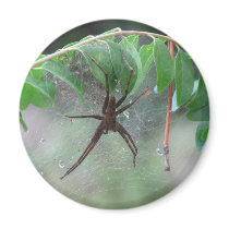 Nurse Spider and Young Refrigerator Magnets