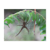 Nurse Spider and Young Postcard